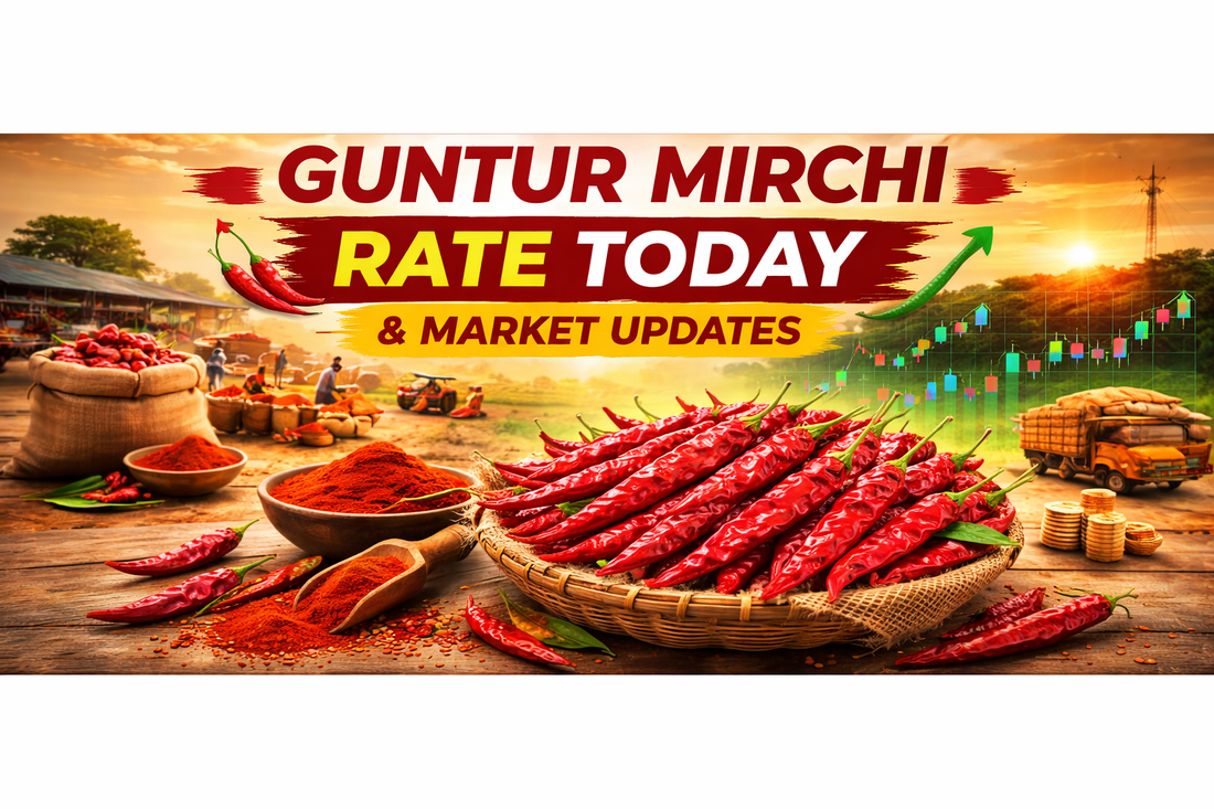 Guntur Mirchi Rate Today & Market Updates
